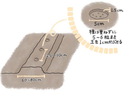 時種|大根の種まきの時期はいつ？深さ・株間・間引きなど。